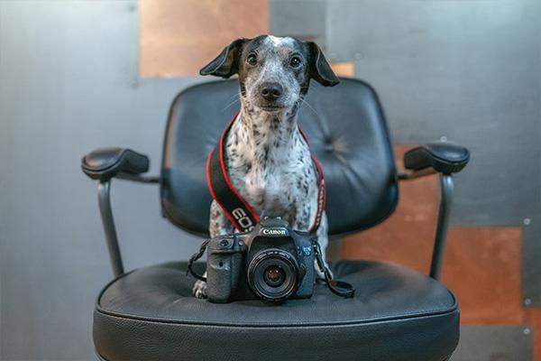 Grafikdesign & Webdesign - Fotografie - Spitzbub - Professionelle Fotos. Dieses Bild zeigt eine Hund mit einer Kamera.